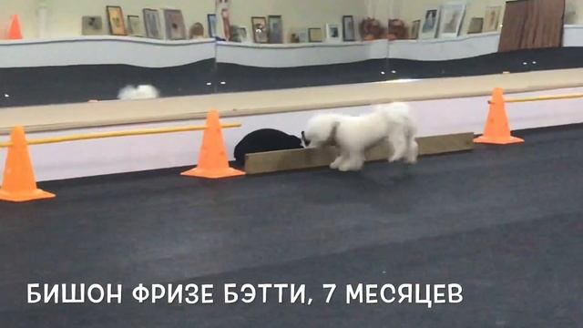 Дрессировка щенка. Бишон Фризе смотреть онлайн