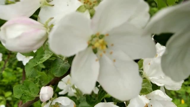 Цветут яблони . Наступила весна!!! смотреть онлайн