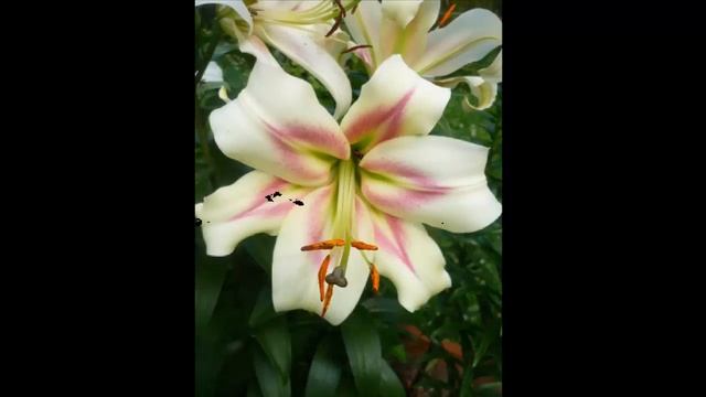 #Лилии4 #Цветы для сада и бизнеса от Ольги Шевчук смотреть онлайн