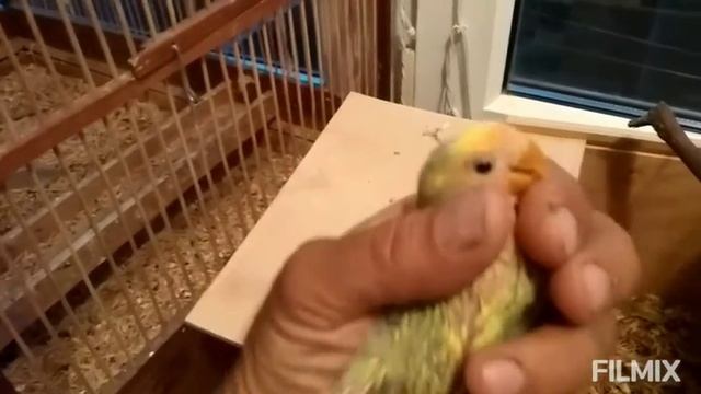 Розовощекие нерозлучники подарок. смотреть онлайн