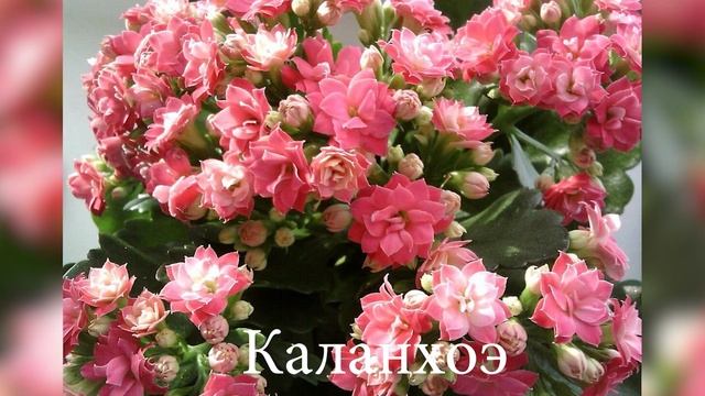 Полезные комнатные растения. Свойства, описание, фото смотреть онлайн