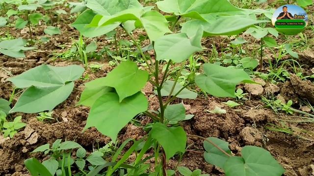 DAP VS 20-20-0-13 VS NPK 10-26-26 | Best Results In Cotton Crop | Best Cotton Fertilizers