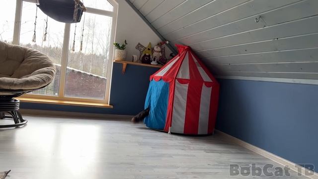 Профессиональный уход за мейн-куном / Собаки испугались кота смотреть онлайн