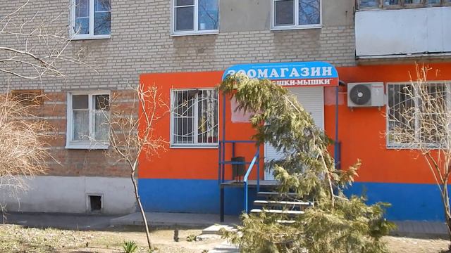 Кот решил ограбить зоомагазин.Это Таганрог,детка))) смотреть онлайн