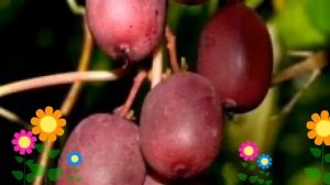 Актинидия аргута Пурпурная садовая. Краткий обзор, описание характеристик, где купить саженцы