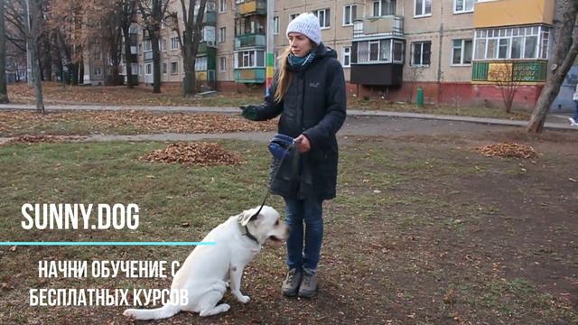 собака без поводка - мой взгляд - и эмоции на ту тему.или как правильно жить с собакой в городе смотреть онлайн