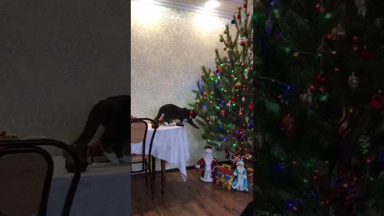 Опять Морти!