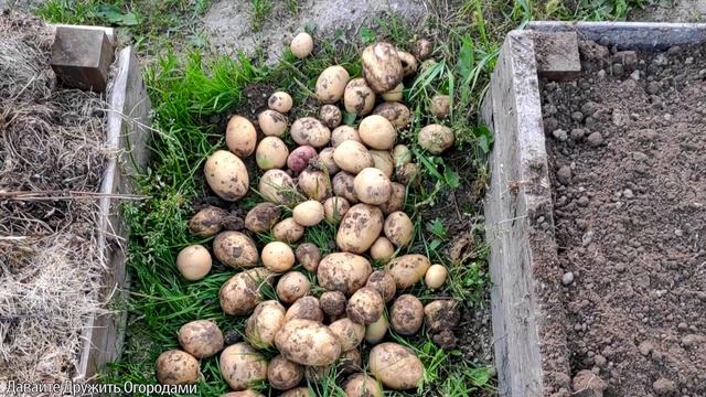 Вырастили картофель в ящиках ! смотреть онлайн