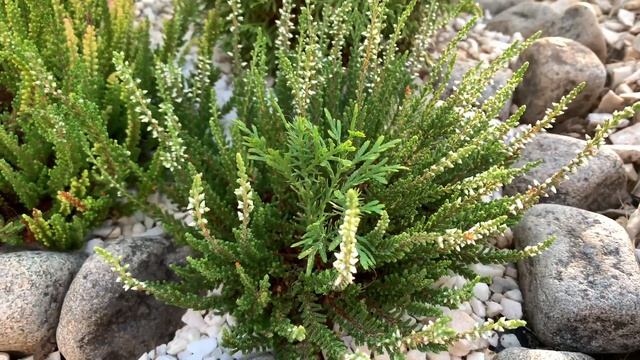 Хвойные самосейки. Туя из семян. смотреть онлайн