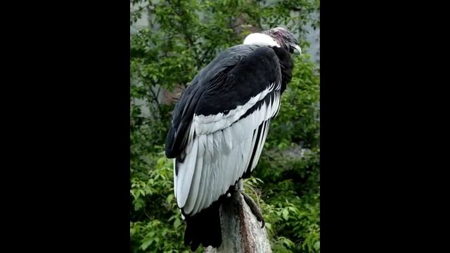 Горы Анды (Очень красиво) смотреть онлайн