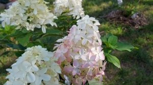 Новинка гортензия Quick Fire Fab уже в России