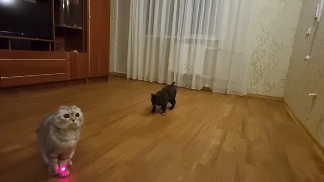 Вновь играем с лазерной указкой) смотреть онлайн