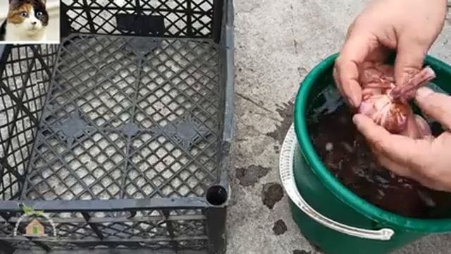 Когда выкапывать гладиолусы после цветения на зиму смотреть онлайн