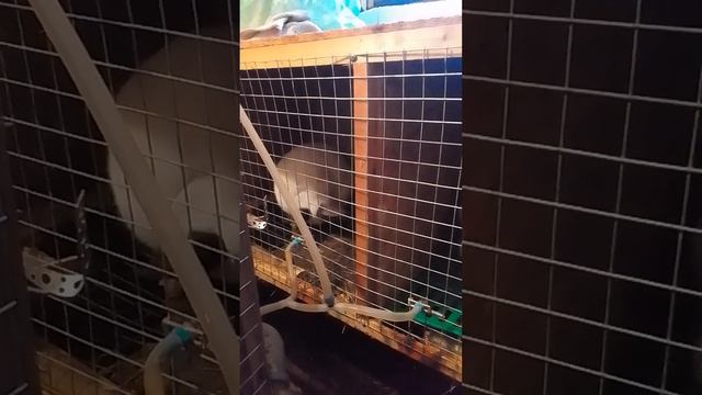 Размер клетки для кролей смотреть онлайн