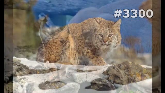 #3300. Рыси (В мире животных) смотреть онлайн