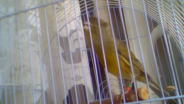 Кенар зеленый (овсяночный напев) смотреть онлайн