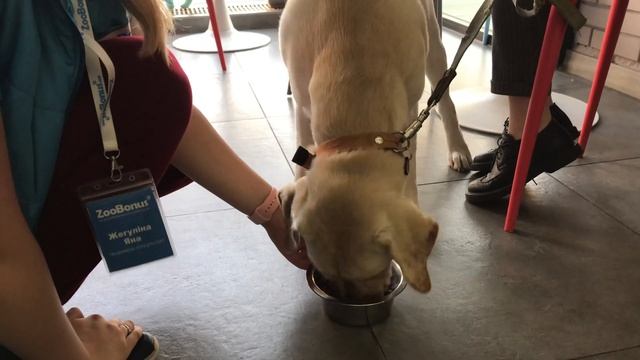 Equilibrio супер преміум корм для собак! смотреть онлайн