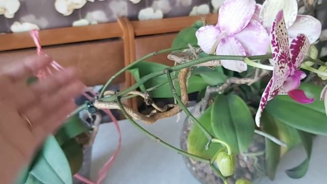 Как узнать КОРЕНЬ или ЦВЕТОНОС/как я ФИКСИРУЮ свои ЦВЕТОНОСЫ ?все о цветоносах смотреть онлайн