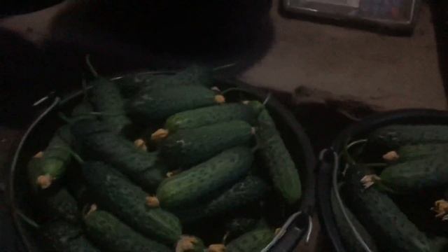 Мамлюк в разрезе смотреть онлайн