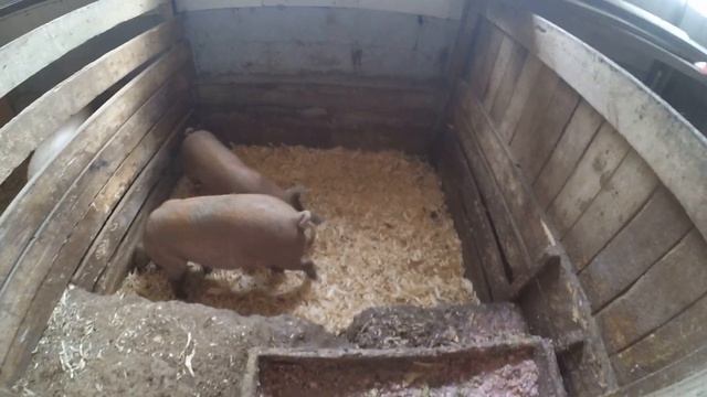 Тёлочку украли/Наводим порядок с забором/Глубокая подстилка смотреть онлайн