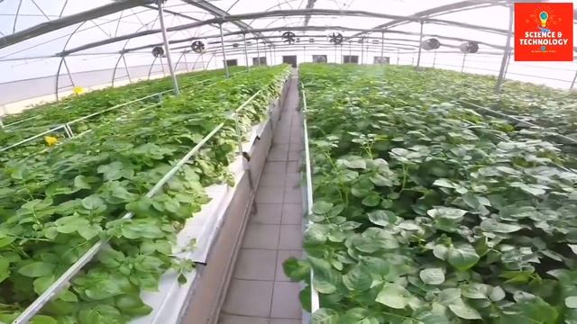 Amazing High-Tech Hydroponic, Aeroponic Potatoes,Growing plants without soil, gardening technology► смотреть онлайн