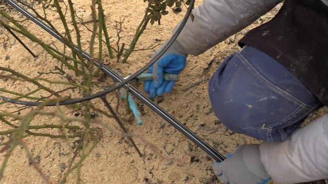 Обрезка годичной плетистой розы. питомник роз полины козловой rozarium.biz, pruning a braided rose смотреть онлайн