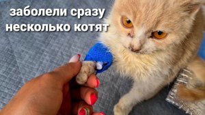 Все заболели Чумкой