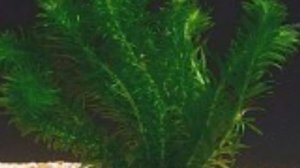 ЭЛОДЕЯ. СОДЕРЖАНИЕ В АКВАРИУМЕ.