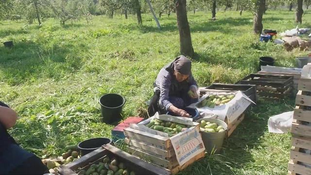 Сбор Груш у Димы и Кости смотреть онлайн