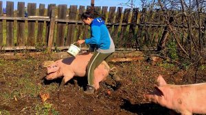 ЖЕНА ХОЧЕТ ОСЕДЛАТЬ СВИНЬЮ ИЛИ КАК ПРОХОДИТ ЖИЗНЬ В ДЕРЕВНЕ.