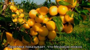 Желтая слива