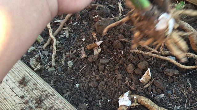 Dividing Hardy Hibiscus Above Ground смотреть онлайн