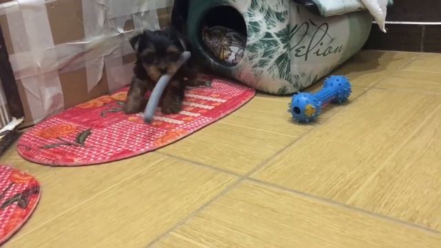 Щенок йоркширского терьера 1,5 месяца смотреть онлайн