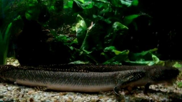 Our breeding pair of Polypterus Ornatipinnis смотреть онлайн