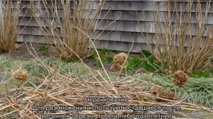 Гортензия Долли (Dolly) — описание и уход