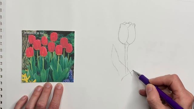 HOW TO DRAW A TULIP Step by Step Drawing Tutorial. Guided realistic spring flower sketch смотреть онлайн