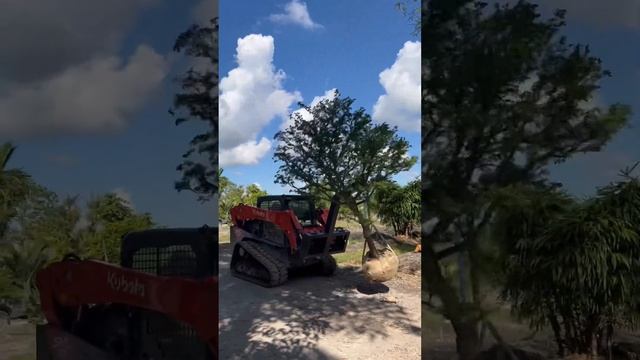 40 year old Guaiacum Sanctum the Tree Of Life смотреть онлайн