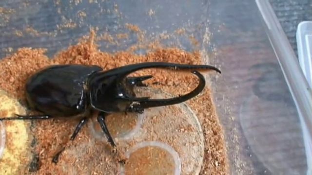 141mm neptune beetle смотреть онлайн