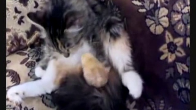 кошка усыновила цыпленка смотреть онлайн