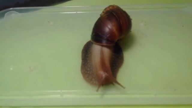 История появления моих улиток ахатин смотреть онлайн