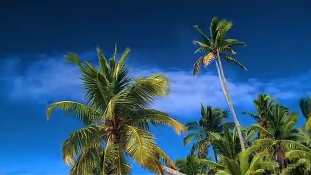 Ambra Honour And Glory