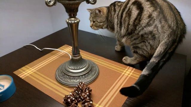 Кот шипит. Рычит смотреть онлайн