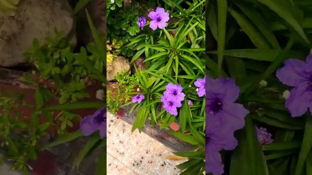 Mexican petunia#Mexican bluebell#Britton's petunia#Ruellia brittoniana. смотреть онлайн