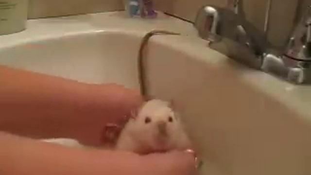 How To Bathe Pet Rats смотреть онлайн