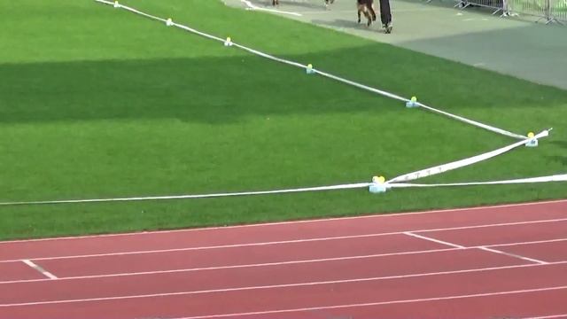 2014 SV BSZS Nürnberg NKGR-033 part 25 Remo vom Fichtenschlag смотреть онлайн
