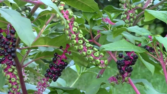 Pokeweed (phytolacca americana) in mid August смотреть онлайн