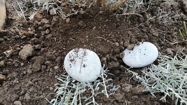 Размножение черенками: простые методы