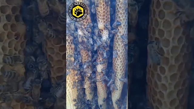 Вышел рой из колоды, #mihailship #апидомик #колода #колодный мёд #мёд #май #изолятор #роеваяпорапчё смотреть онлайн