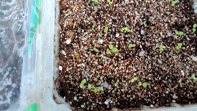 Тепличные работы в конце февраля смотреть онлайн