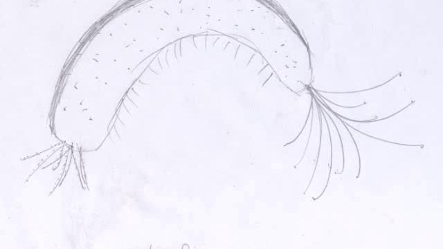 Sideswimmer (Amphipoda) Observations: Crab Cove смотреть онлайн